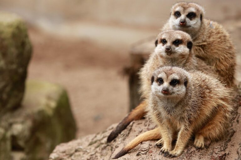 Hval safari i Danmark: En oplevelse for alle sanser
